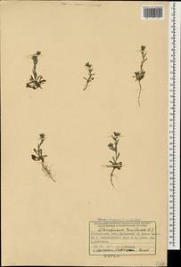 Buglossoides tenuiflora (L. fil.) I. M. Johnst., Caucasus, Azerbaijan (K6) (Azerbaijan)