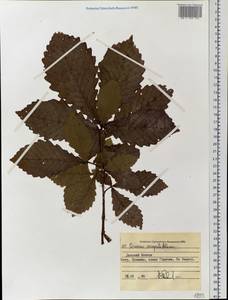 Quercus mongolica subsp. crispula (Blume) Menitsky, Siberia, Russian Far East (S6) (Russia)