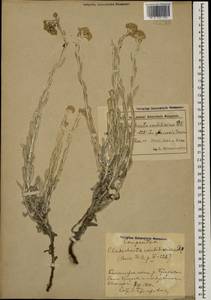 Cladochaeta candissima (M. Bieb.) DC., Caucasus, Azerbaijan (K6) (Azerbaijan)