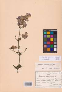 Aconitum variegatum subsp. variegatum, Eastern Europe, West Ukrainian region (E13) (Ukraine)