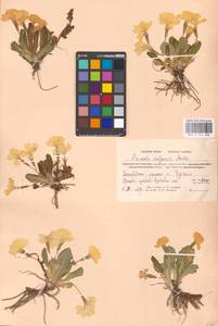 Primula vulgaris Huds., Crimea (KRYM) (Russia)