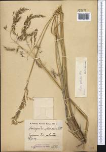 Neotrinia splendens (Trin.) M.Nobis, P.D.Gudkova & A.Nowak, Middle Asia, Pamir & Pamiro-Alai (M2) (Tajikistan)