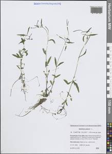 Epilobium palustre L., Siberia, Yakutia (S5) (Russia)