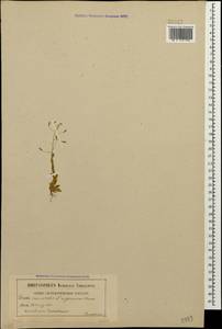 Draba nemorosa L., Caucasus, Georgia (K4) (Georgia)