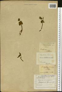 Botrychium lunaria (L.) Sw., Eastern Europe, North-Western region (E2) (Russia)