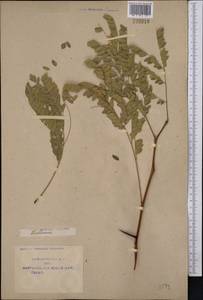 Gleditsia triacanthos L., Middle Asia, Syr-Darian deserts & Kyzylkum (M7) (Uzbekistan)