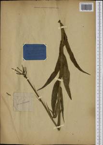 Sonchus palustris L., Western Europe (EUR)