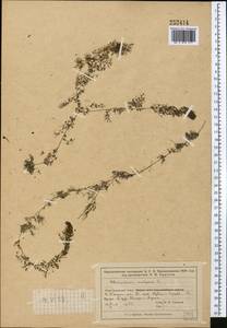 Utricularia vulgaris L., Middle Asia, Syr-Darian deserts & Kyzylkum (M7) (Kazakhstan)