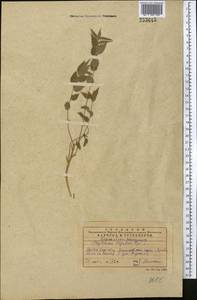 Asyneuma argutum subsp. argutum, Middle Asia, Western Tian Shan & Karatau (M3) (Kazakhstan)