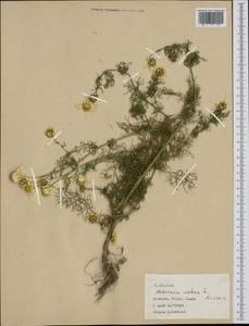 Tripleurospermum inodorum (L.) Sch.-Bip, Western Europe (EUR) (France)