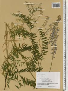 Vicia tenuifolia Roth, Eastern Europe, Central region (E4) (Russia)