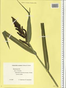 Echinochloa crus-galli subsp. utilis (Ohwi & Yabuno) T.Koyama, Eastern Europe, Central forest region (E5) (Russia)