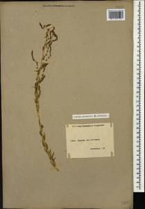 Bassia prostrata (L.) Beck, Caucasus, Armenia (K5) (Armenia)