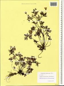 Geranium purpureum Vill., Caucasus, North Ossetia, Ingushetia & Chechnya (K1c) (Russia)