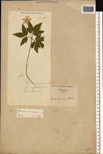 Anemone nemorosa L., Eastern Europe, North Ukrainian region (E11) (Ukraine)