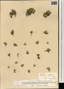Adenonema petraeum (Bunge) Bunge, Mongolia (MONG) (Mongolia)