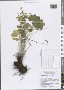 Alchemilla tubulosa Juz., Eastern Europe, Middle Volga region (E8) (Russia)