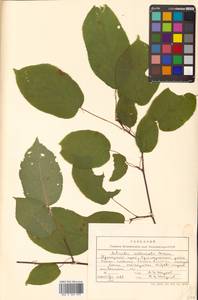 Actinidia kolomikta (Maxim. & Rupr.) Maxim., Siberia, Russian Far East (S6) (Russia)