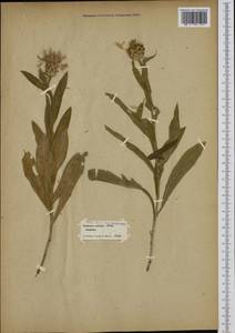 Centaurea triumfettii subsp. axillaris (Willd. ex Celak.) Stef. & T. Georgiev, Western Europe (EUR) (Slovenia)