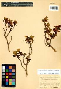 Rhododendron adamsii Rehder, Siberia, Baikal & Transbaikal region (S4) (Russia)