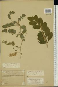Astragalus glycyphyllos L., Eastern Europe, Middle Volga region (E8) (Russia)