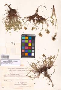 Oxytropis evenorum Jurtzev & A.P.Khokhr., Siberia, Chukotka & Kamchatka (S7) (Russia)