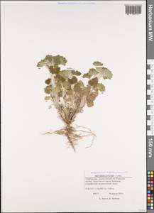 Marrubium persicum C.A.Mey., Caucasus, Azerbaijan (K6) (Azerbaijan)