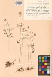 Cardamine trifida (Lam. ex Poir.) B. M. G. Jones, Siberia, Russian Far East (S6) (Russia)