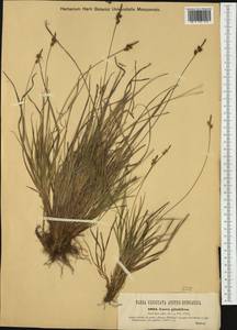 Carex pilulifera L., Western Europe (EUR) (Austria)