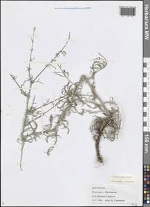 Centaurea caspia Grossh., Caucasus, Dagestan (K2) (Russia)