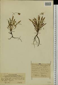 Taraxacum glaucanthum (Ledeb.) Nakai ex Koidz., Siberia, Altai & Sayany Mountains (S2) (Russia)