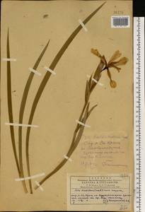 Iris halophila Pall., Eastern Europe, South Ukrainian region (E12) (Ukraine)