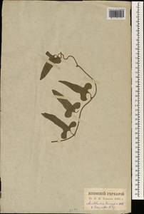 Isotrema kaempferi (Willd.) H. Huber, South Asia, South Asia (Asia outside ex-Soviet states and Mongolia) (ASIA) (Japan)