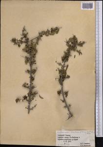 Cotoneaster suavis Pojark., Middle Asia, Pamir & Pamiro-Alai (M2) (Uzbekistan)