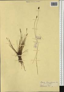Carex davalliana Sm., Western Europe (EUR) (France)
