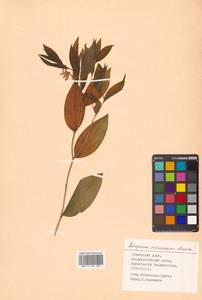 Disporum viridescens (Maxim.) Nakai, Siberia, Russian Far East (S6) (Russia)