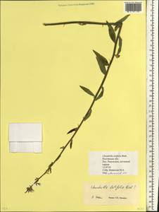 Chondrilla latifolia M. Bieb., Eastern Europe, Rostov Oblast (E12a) (Russia)
