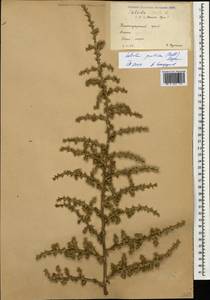 Salsola squarrosa subsp. squarrosa, Caucasus, Krasnodar Krai & Adygea (K1a) (Russia)