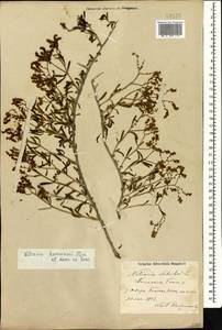 Nitraria komarovii Iljin & Lava, Caucasus, Azerbaijan (K6) (Azerbaijan)
