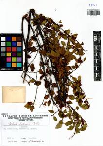 Betula fruticosa Pall., Siberia, Baikal & Transbaikal region (S4) (Russia)