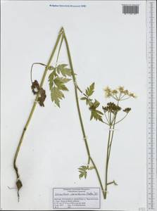 Heracleum chorodanum (Hoffm.) DC., Caucasus, Dagestan (K2) (Russia)