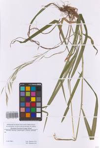 Bromus benekenii (Lange) Trimen, Eastern Europe, Moscow region (E4a) (Russia)