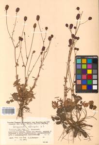 Sanguisorba officinalis L., Siberia, Russian Far East (S6) (Russia)