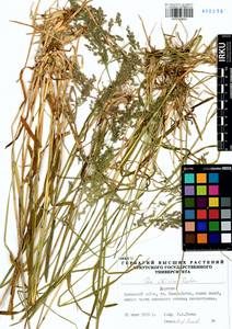 Poa sibirica Roshev., Siberia, Baikal & Transbaikal region (S4) (Russia)