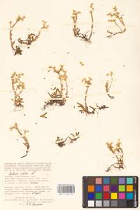 Sedum acre L., Eastern Europe, Lower Volga region (E9) (Russia)