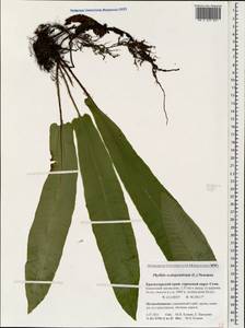 Asplenium scolopendrium subsp. scolopendrium, Caucasus, Krasnodar Krai & Adygea (K1a) (Russia)