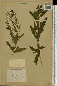 Epilobium hirsutum L., Eastern Europe, South Ukrainian region (E12) (Ukraine)