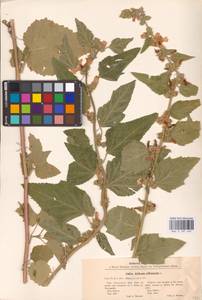 Althaea officinalis L., Eastern Europe, North Ukrainian region (E11) (Ukraine)