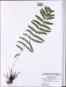 Thelypteris palustris (Salisb.) Schott, Eastern Europe, Central region (E4) (Russia)