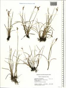 Juncus compressus Jacq., Crimea (KRYM) (Russia)